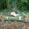 bambous-foussais